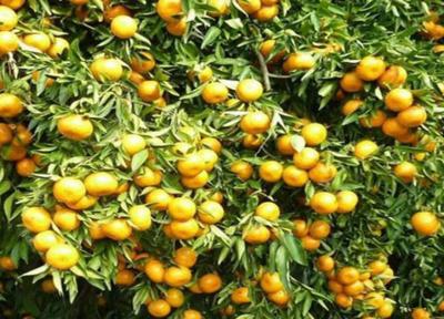 اواسط فروردین، زمان مناسب مبارزه با آفت جوانه خوار مرکبات