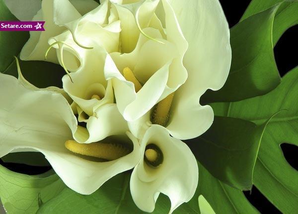 گل شیپوری سفید، گل های آپارتمانی و لیندا