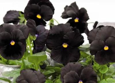 انواع گل های دائمی به رنگ سیاه برای پرورش در باغچۀ خانگی