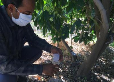 مبارزه بیولوژیک علیه آفت شپشک آرد آلو در باغات مرکبات جنوب کرمان